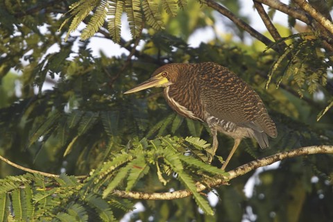 Rufescent Tiger Heron (Tigrisoma lineatum), Ecuador