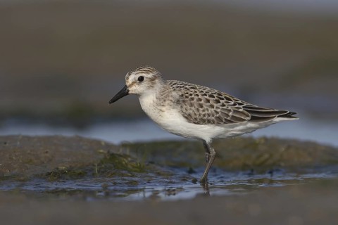 Semipalmated Sandpiper (Calidris pusilla), Ohio, USA