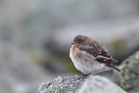 Snow Bunting (Plectrophenax nivalis) juvenile, Iceland