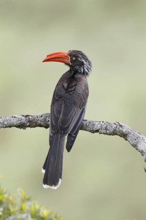Crowned Hornbill (Lophoceros alboterminatus), Masai Mara, Kenya