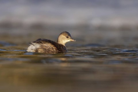 Little Grebe (Tachybaptus ruficollis), Berlin, Germany