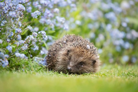 European hedgehog (Erinaceus europaeus) adult animal on a garden grass lawn by a flower border