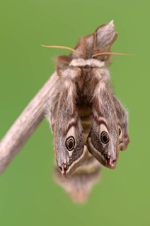 Small emperor moth (Saturnia pavonia), female, unfolding wings after hatching, Germany