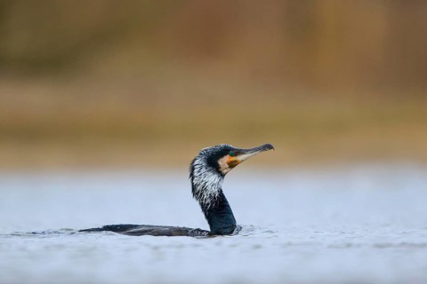 Great Cormorant (Phalacrocorax carbo), North Rhine-Westphalia, Germany