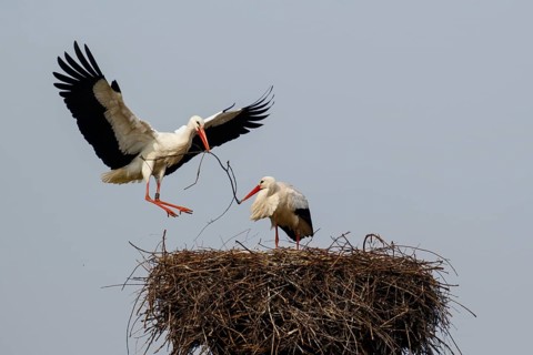 White Stork (Ciconia ciconia) pair in nest, North Rhine-Westphalia, Germany