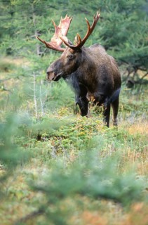 Moose. Alces alces. Bull moose standing and watching. Gros Morne national park. Province of