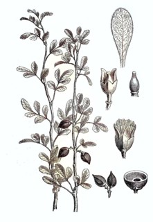 Twig, blossom and fruit of Myroxylon, 1870 / Zweig, Blossom und Frucht des Balsambaums, 1870,