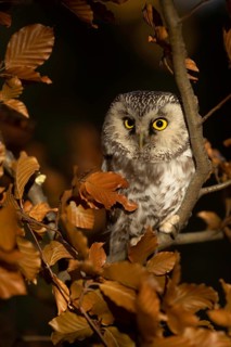 Boreal Owl (Aegolius funereus) captive, Bavaria, Germany