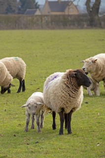 Sheep, ewe with lamb, sheep pasture, public footpath, Moreton-in-Marsh, Cotswolds, England, Great