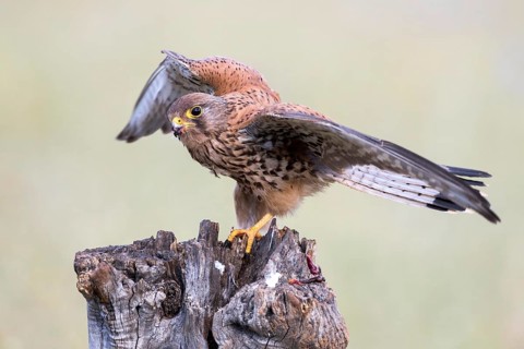 Common Kestrel (Falco tinnunculus) male, Castile-La Mancha, Spain