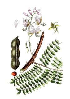 Tamarindus indica, tamarind tree, also known as Indian date or sour date, digital reproduction of a