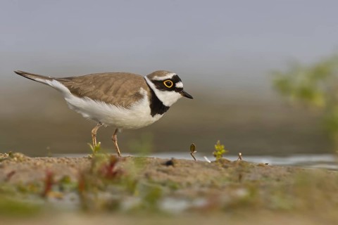 Little Ringed Plover (Charadrius dubius) male foraging, North Rhine-Westphalia, Germany