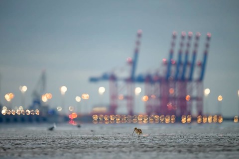 A Eurasian curlew (Numenius arquata) looking for food in the mudflats at low tide in front of the