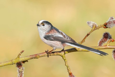 Long-tailed Tit (Aegithalos caudatus) sitting on a branch of a black poplar (Populus nigra),