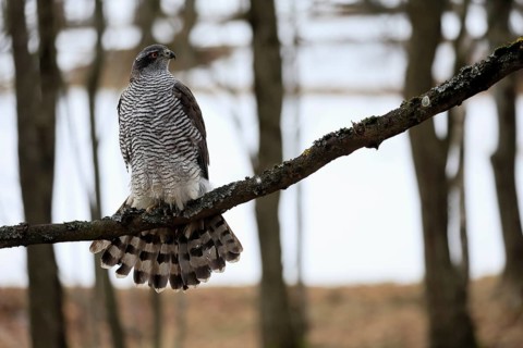 Hawk (Astur gentilis), adult, female, on tree, in winter, alert, Bohemian Forest, Czech Republic,