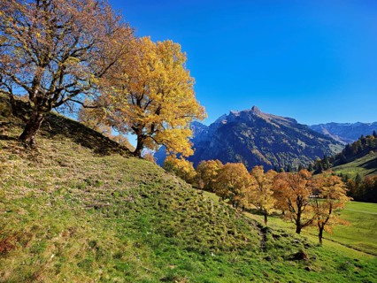 Old sycamore maple (Acer pseudo plantanus), in autumnal discolouration, Canton Glarus, Switzerland
