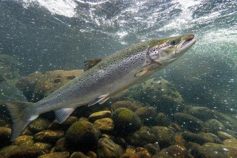Swimming salmon (Salmo salar) under water, Laerdalsoyri, Norway