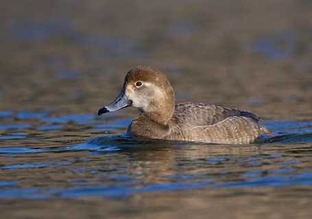 Redhead (Aythya americana) female, Ohio, USA