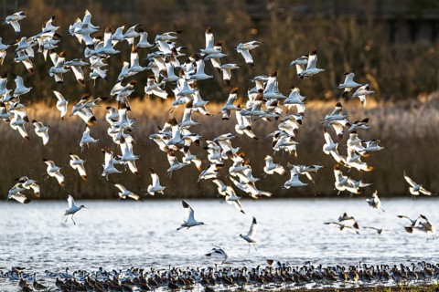 Pied Avocet, Recurvirostra avosetta, birds in flight over winter marshes