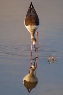 Black-winged Stilt (Himantopus himantopus) foraging, Albufeira, Spain