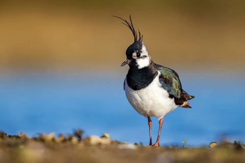 Northern Lapwing (Vanellus vanellus) male, North Rhine-Westphalia, Germany