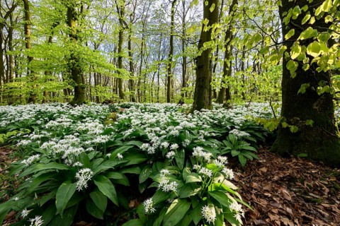 Wild garlic blossom (Allium ursinum) on the forest floor in a beech forest (Fagus sylvatica) in the