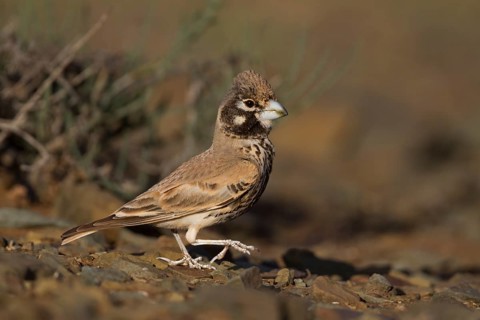 Thick-billed Lark - Knackerlerche - Rhamphocory clotbey, Morocco, male