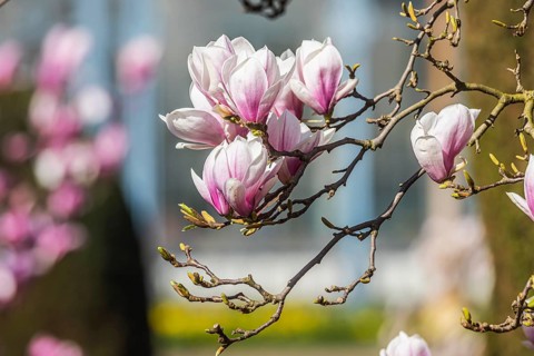 Magnolia blossom in the Moorish Garden at Wilhelma. Magnolias (Magnolia) are in bloom in the