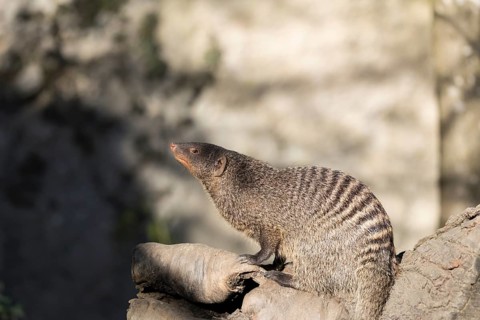 An adult zebra mongoose (Mungos mungo) sits on a hollow, fallen tree trunk in the soft morning