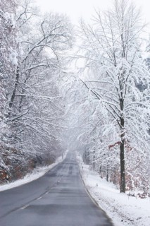 Forest in winter, Saxony, Germany
