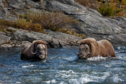 The strong current of the Svone does not seem to bother the musk ox bulls (Ovibos moschatus),