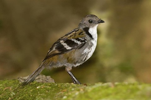 Australian Logrunner (Orthonyx temminckii) male, Queensland, Australia
