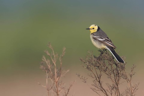 Citrine Wagtail - Zitronenstelze - Motacilla citreola ssp. citreola, Russia