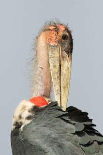 Marabou Stork (Leptoptilos crumenifer), Uganda