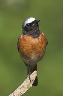 Common Redstart (Phoenicurus phoenicurus) male, Baden-Wuerttemberg, Germany