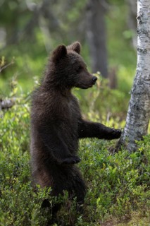 European brown bear, Karelia, Finland