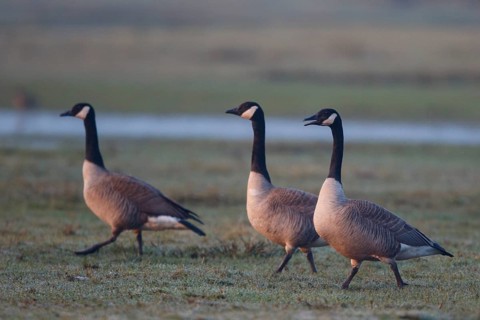 Canada Goose (Branta canadensis), North Rhine-Westphalia, Germany