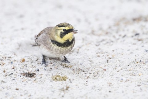 Horned Lark - Ohrenlerche - Eremophila alpestris flava, Germany