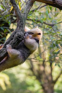 One southern tamandua (Tamandua tetradactyla), climbs up a tree in a forest