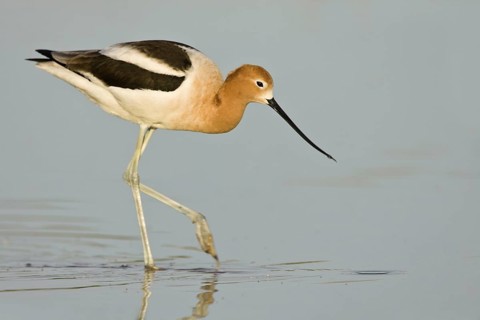 American Avocet (Recurvirostra americana), Arizona, USA
