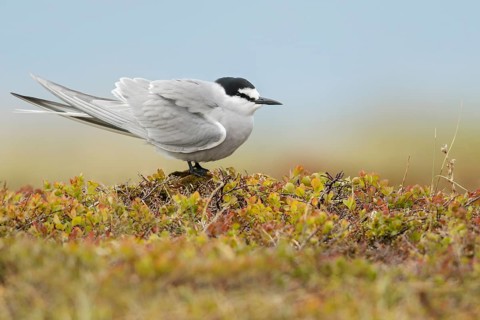 Aleutian Tern (Onychoprion aleuticus) perched on the tundra in Nome, Alaska