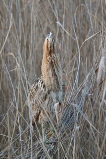 Eurasian Bittern (Botaurus stellaris), Hesse, Germany