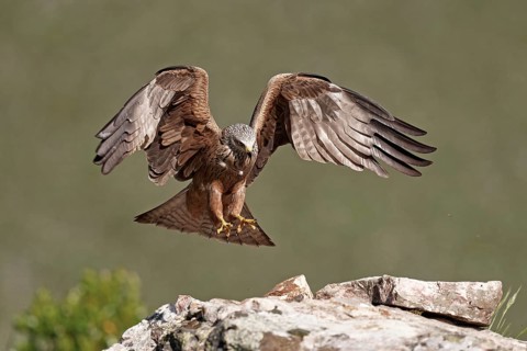 Black Kite (Milvus migrans), approach, Extremadura, Spain