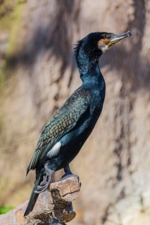 Great cormorant, Phalacrocorax carbo, sits on a branch