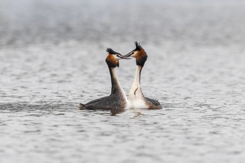 Great Crested Grebe (Podiceps Scalloped ribbonfish), courtship display, Emsland, Lower Saxony,