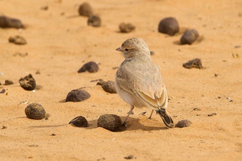Bar-tailed Lark (Ammomanes cinctura), Morocco
