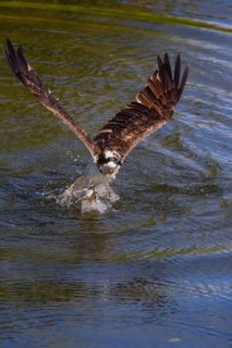 Western osprey (Pandion haliaetus) fishing, Finland