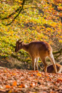 Two female Himalayan tahr (Hemitragus jemlahicus) are backlit in a forest. In the background is a