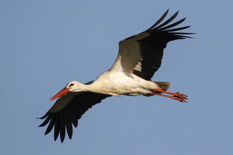 White Stork (Ciconia ciconia) flying, North Rhine-Westphalia, Germany