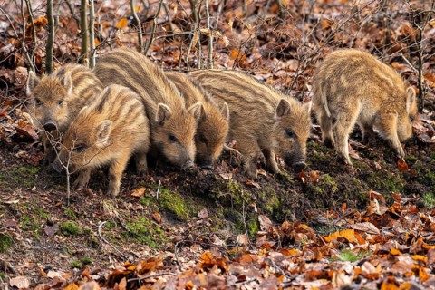 Wild boar (Sus scrofa), fresh boar, Melle, Lower Saxony, Germany